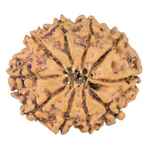 10 Mukhi Rudraksha 23.9mm 3.1gm - Rudraksha back