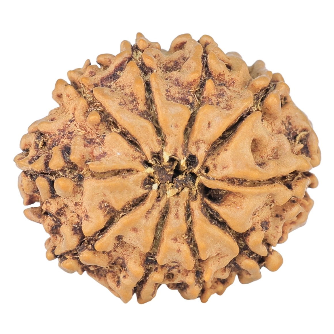 10 Mukhi Rudraksha 23.9mm 3.1gm - Rudraksha back