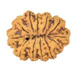 12 Mukhi Rudraksha 29.7mm 2.33gm - Rudraksha back