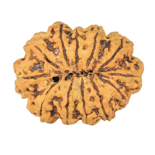12 Mukhi Rudraksha 29.7mm 2.33gm - Rudraksha back
