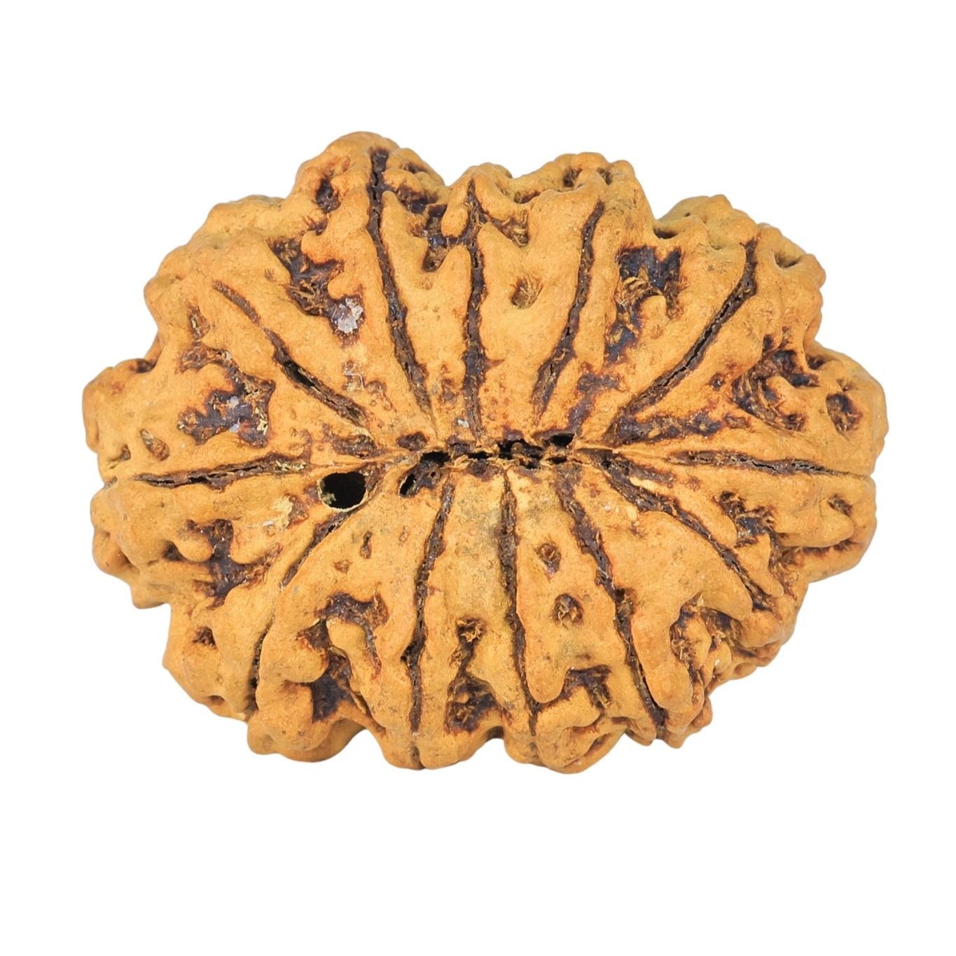 12 Mukhi Rudraksha 29.7mm 2.33gm - Rudraksha back