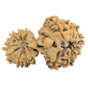 16 MK Gaurishankar 26.2mm 2.42gm - Rudraksha back