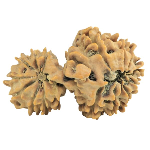 16 MK Gaurishankar 26.2mm 2.42gm - Rudraksha back