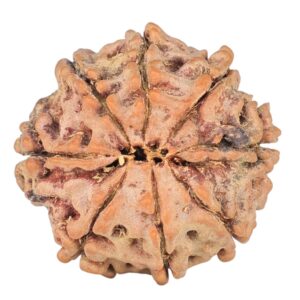 8 Mukhi Rudraksha 20.6mm 2.8gm - Rudraksha back