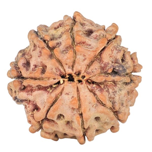 8 Mukhi Rudraksha 20.6mm 2.8gm - Rudraksha back