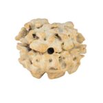2 Mukhi Rudraksha 21.4mm 2.24gm - Rudraksha back