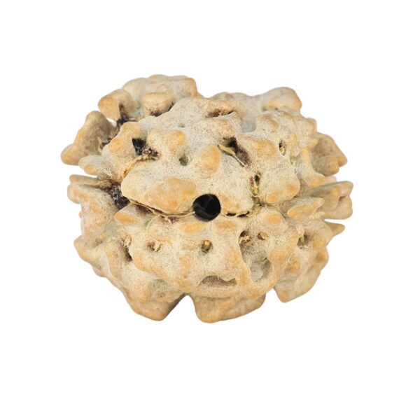 2 Mukhi Rudraksha 21.4mm 2.24gm - Rudraksha back
