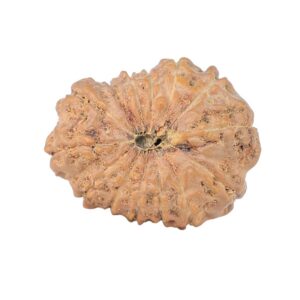 14 Mukhi Rudraksha 22mm 2.58gm - Rudraksha back