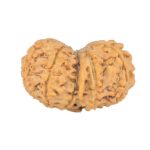 11 Mukhi G.S & Ganesh 29mm 4.43gm - Rudraksha back