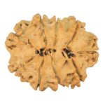9 Mukhi Rudraksha 25mm 3.19gm - Rudraksha back