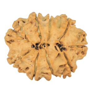 9 Mukhi Rudraksha 25mm 3.19gm - Rudraksha back