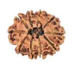 10 Mukhi Rudraksha 25.7mm 2.74gm - Rudraksha back
