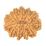 12 Mukhi Rudraksha 32.5mm 7.32gm - Rudraksha back