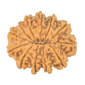 12 Mukhi Rudraksha 32.5mm 7.32gm - Rudraksha back