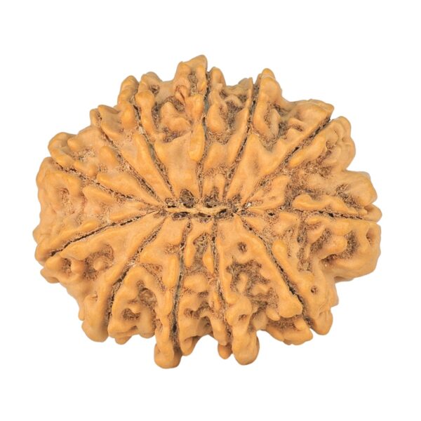 12 Mukhi Rudraksha 32.5mm 7.32gm - Rudraksha back