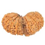 14 Mk Gaurishankar 35.6mm 6.21gm - Rudraksha back