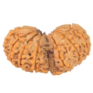 14 Mk Gaurishankar 35.6mm 6.21gm - Rudraksha back