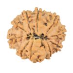 10 Mukhi Rudraksha 24.7mm 3.36gm - Rudraksha back