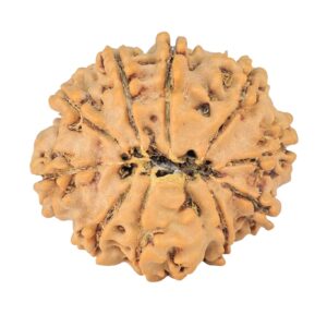 10 Mukhi Rudraksha 24.7mm 3.36gm - Rudraksha back