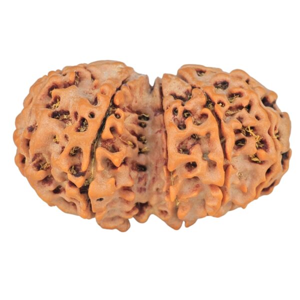 10 Mk Gaurishankar 34mm 6.28gm - Rudraksha back