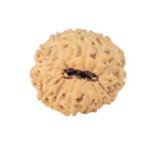 14 Mukhi Rudraksha 19.9mm 2gm - Rudraksha back