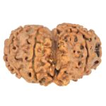8 MK Gaurishankar 29mm 3.72gm - Rudraksha back