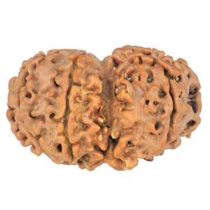 8 MK Gaurishankar 29mm 3.72gm - Rudraksha back