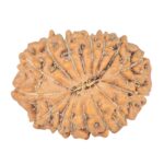 15 Mukhi Rudraksha 25.4mm 4.18gm - Rudraksha back