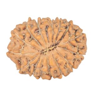 15 Mukhi Rudraksha 25.4mm 4.18gm - Rudraksha back