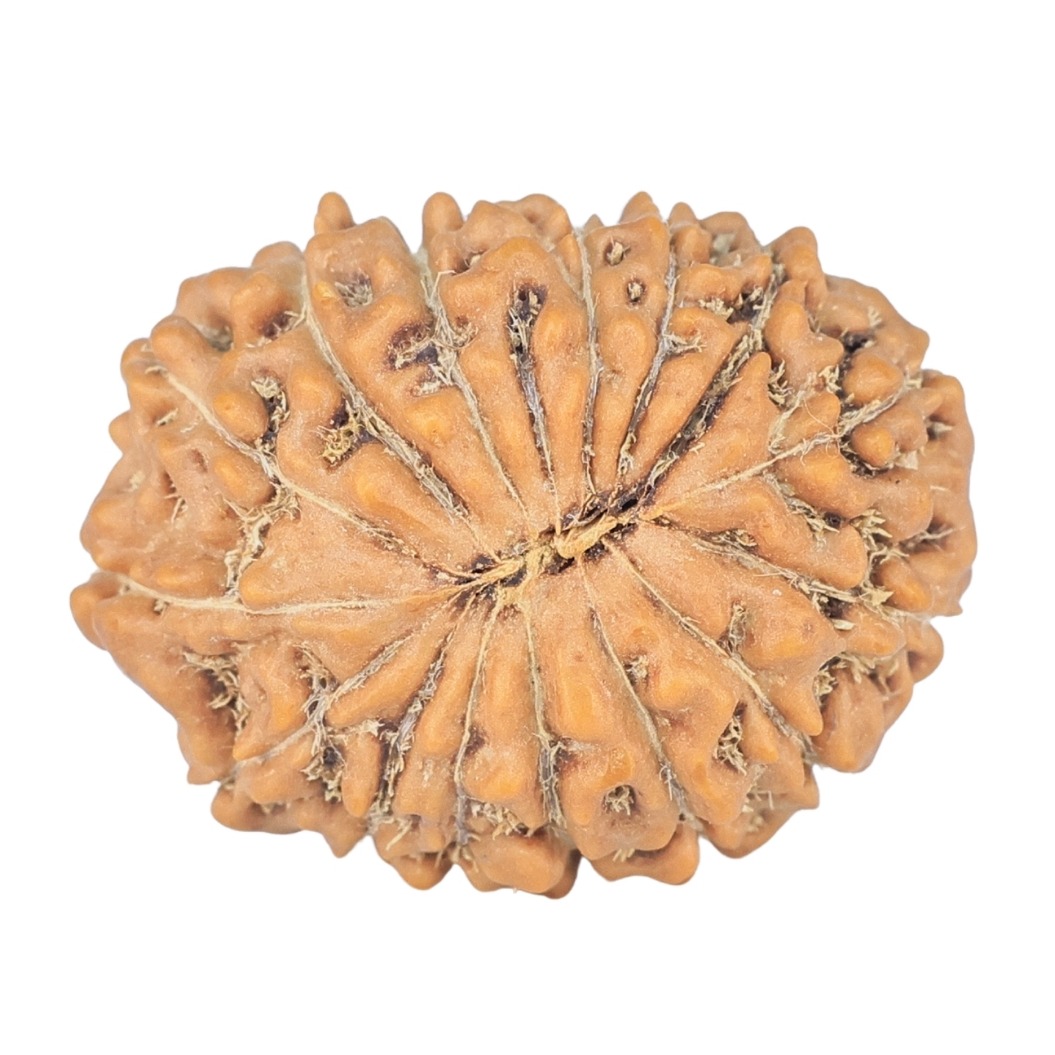 15 Mukhi Rudraksha 25.4mm 4.18gm - Rudraksha back