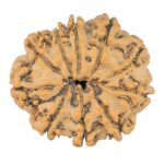 10 Mukhi Rudraksha 23.8mm 3.36gm - Rudraksha back