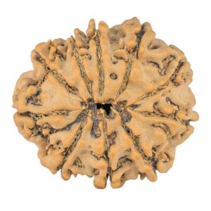10 Mukhi Rudraksha 23.8mm 3.36gm - Rudraksha back