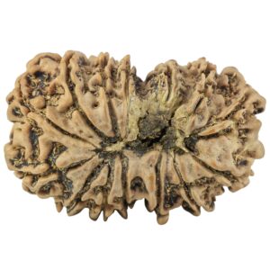 14 Mk Gaurishankar 30.8mm 4.74gm - Rudraksha back