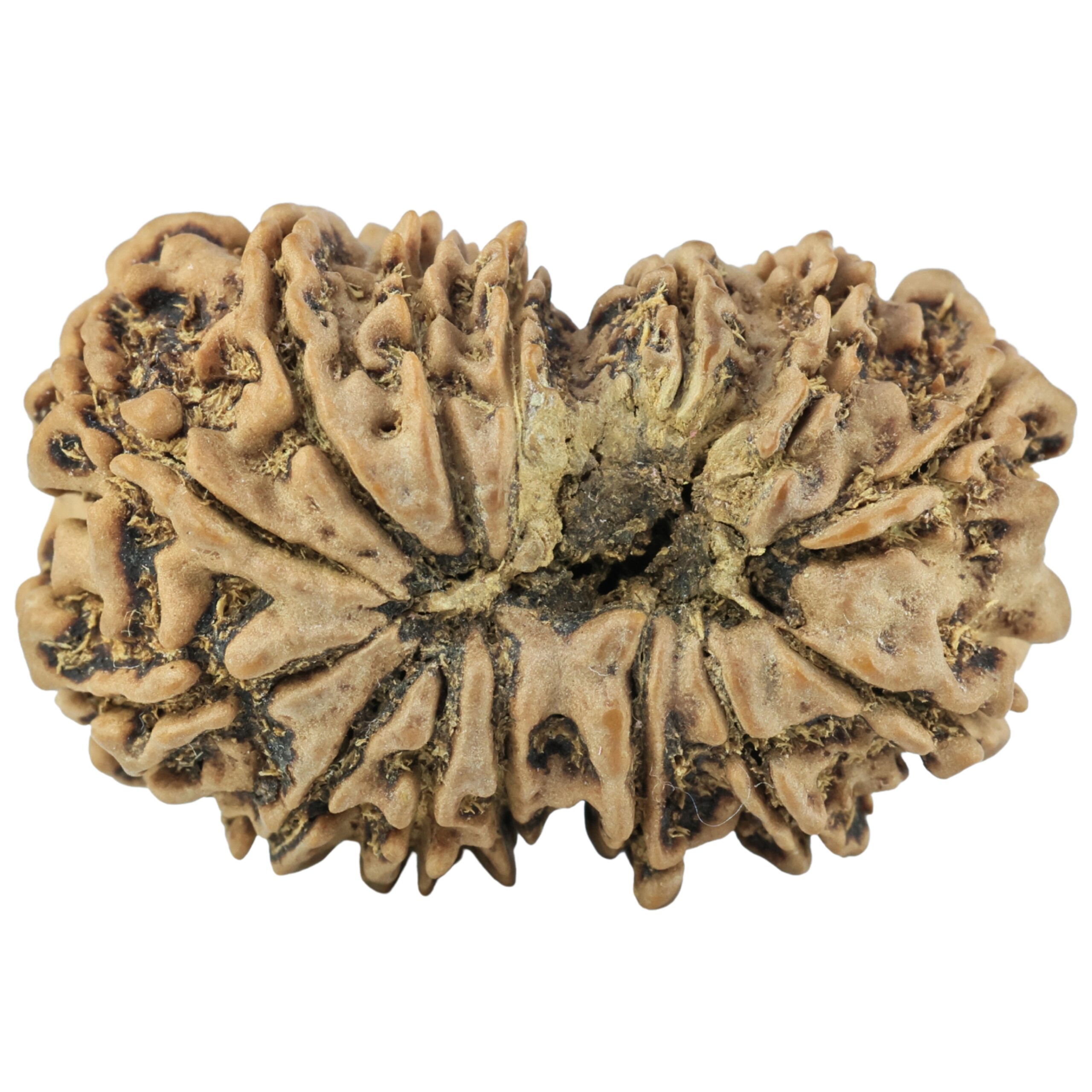 14 Mk Gaurishankar 30.8mm 4.74gm - Rudraksha back