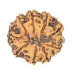 9 Mukhi Rudraksha 24mm 4.08gm - Rudraksha back