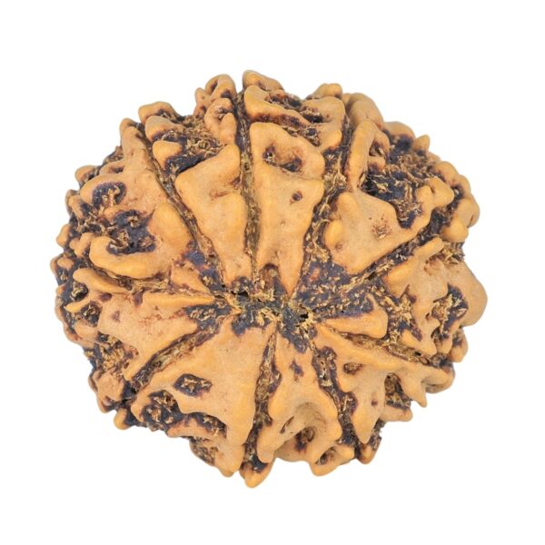 9 Mukhi Rudraksha 24mm 4.08gm - Rudraksha back