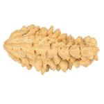 1 Mukhi Rudraksha 40.2mm 6.19gm - Rudraksha back