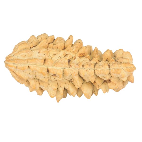 1 Mukhi Rudraksha 40.2mm 6.19gm - Rudraksha back