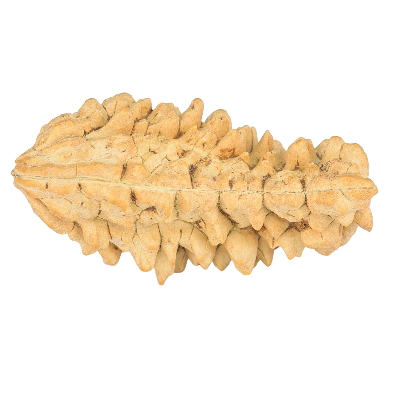 1 Mukhi Rudraksha 40.2mm 6.19gm - Rudraksha back
