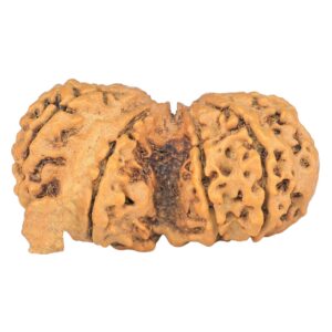 9 Mukhi G.S & Ganesh 36.3mm 5.33gm - Rudraksha back