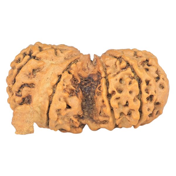 9 Mukhi G.S & Ganesh 36.3mm 5.33gm - Rudraksha back