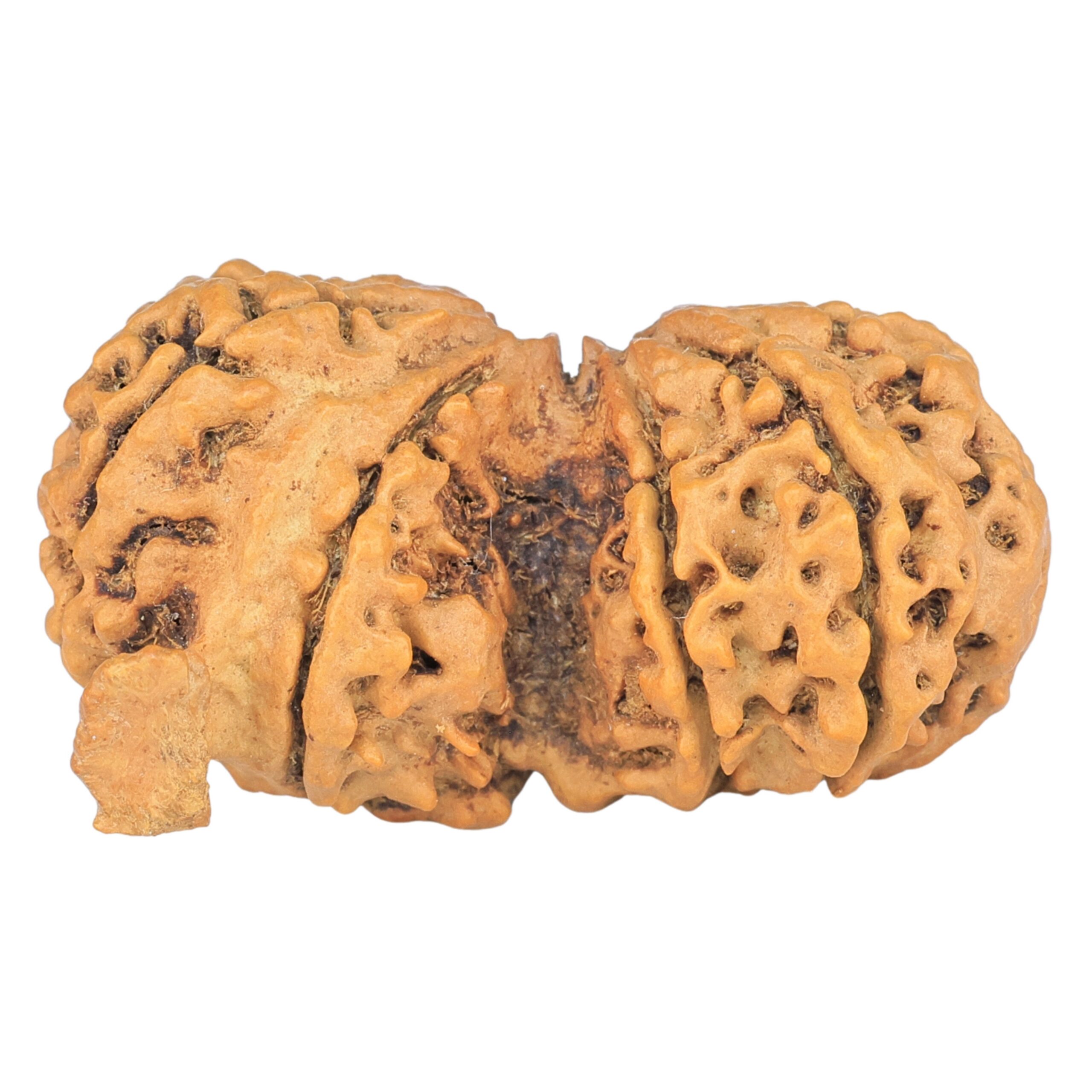 9 Mukhi G.S & Ganesh 36.3mm 5.33gm - Rudraksha back