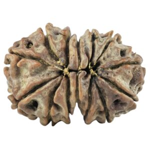 14 Mk Gaurishankar 21.4mm 2.26gm - Rudraksha back