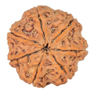 7 Mukhi Rudraksha 26mm 5.98gm - Rudraksha back