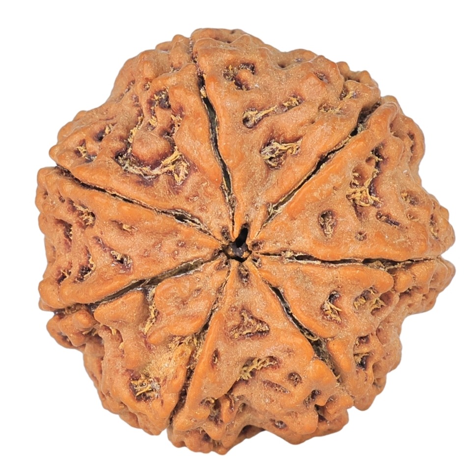 7 Mukhi Rudraksha 26mm 5.98gm - Rudraksha back