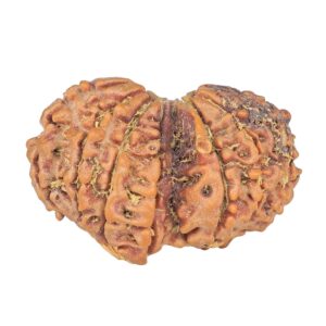 12 Mukhi G.S & Ganesh 27.9mm 3.72gm - Rudraksha back
