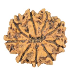 9 Mukhi Rudraksha 22.7mm 3.09gm - Rudraksha back