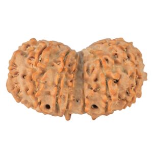 14 Mk Gaurishankar 34.2mm 5.28gm - Rudraksha back