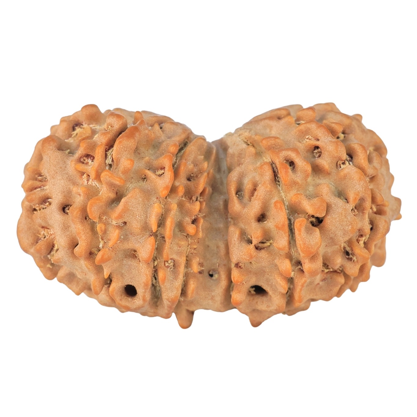14 Mk Gaurishankar 34.2mm 5.28gm - Rudraksha back