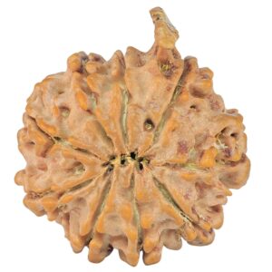 9 Mukhi Ganesh 29.2mm 5.16gm - Rudraksha back